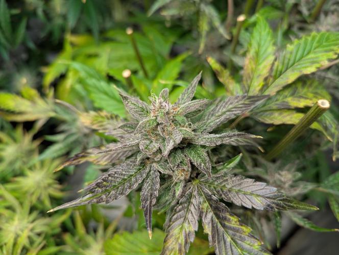 Alien vs MyLittlePony. Week 10