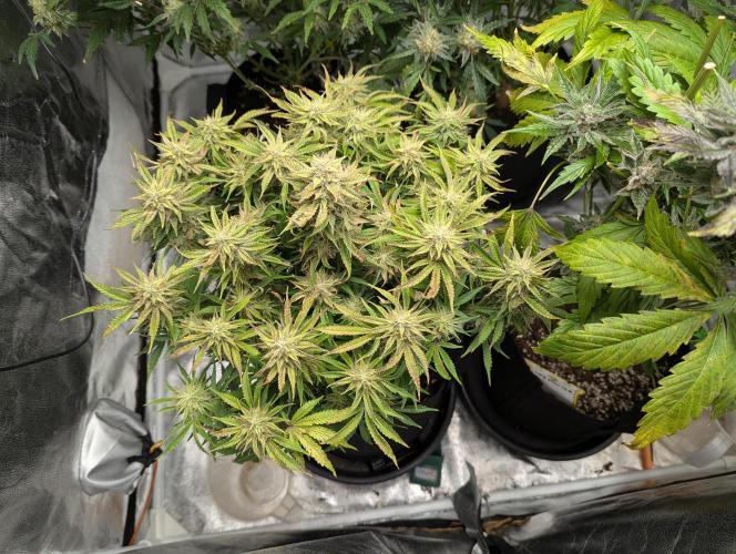 Alien vs MyLittlePony. Week 10