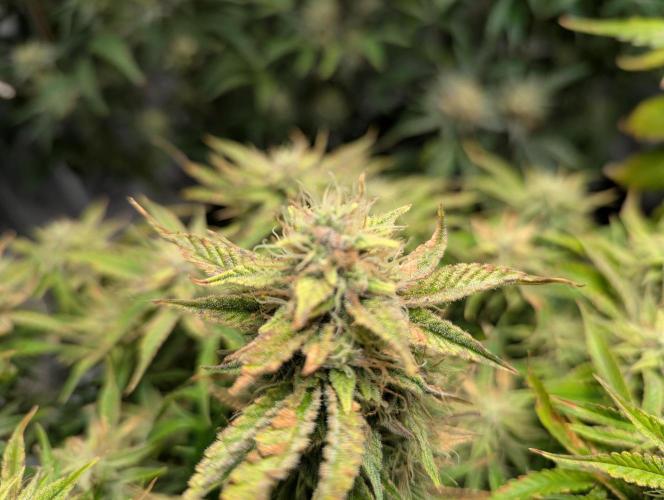 Alien vs MyLittlePony. Week 10