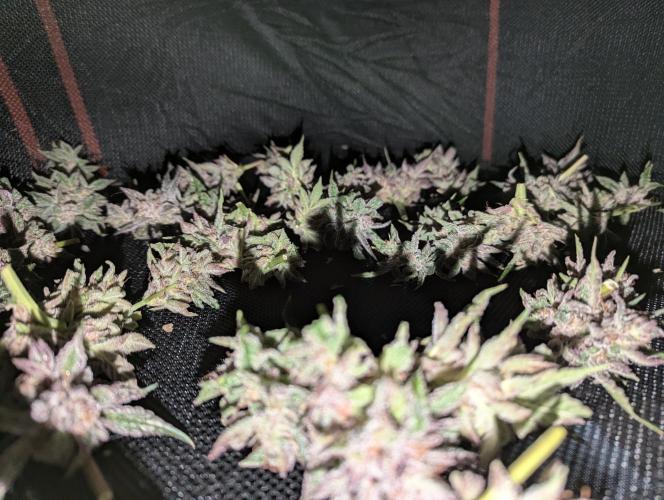 Alien vs MyLittlePony. Week 11