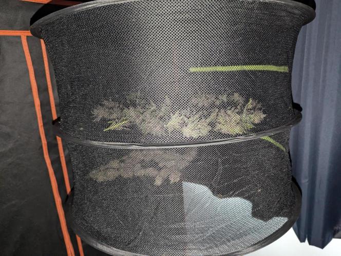 Alien vs MyLittlePony. Week 11