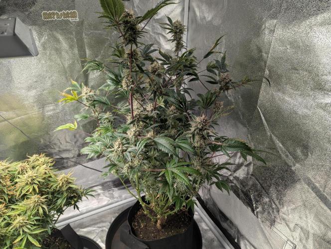 owch my balls!. Week 11