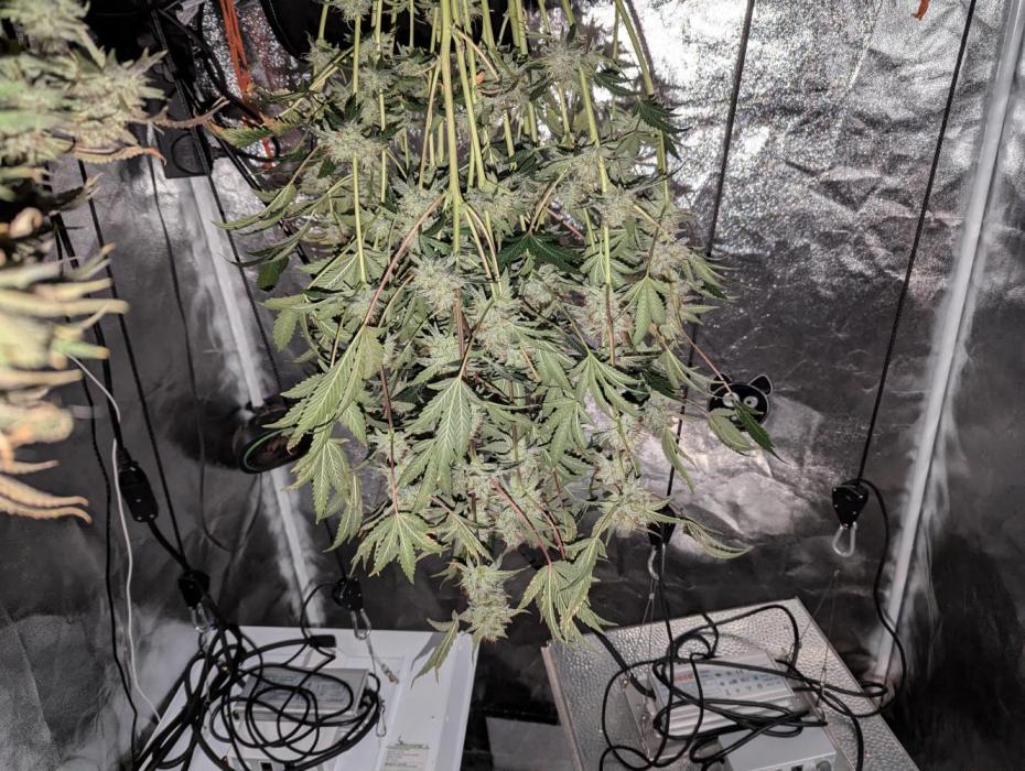 owch my balls!. Week 12