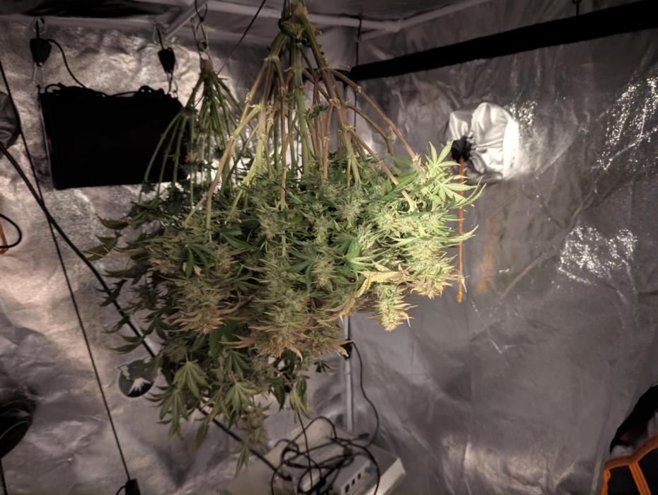 Alien vs MyLittlePony. Week 11