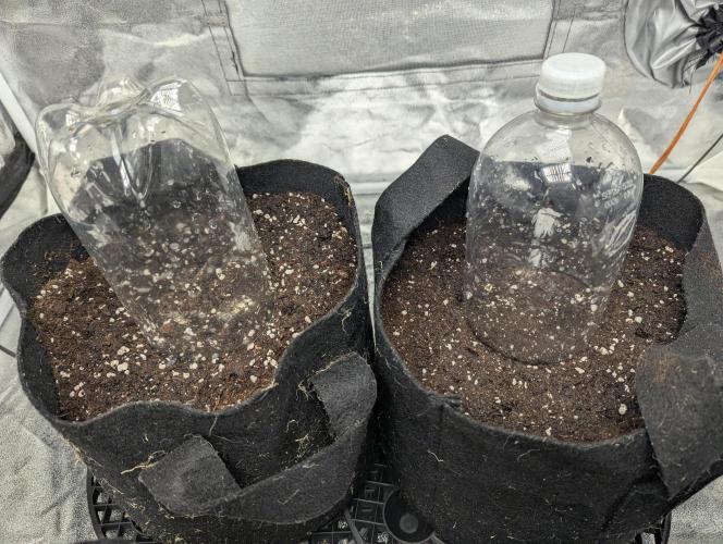 Monkey Arse Hole. Week 0