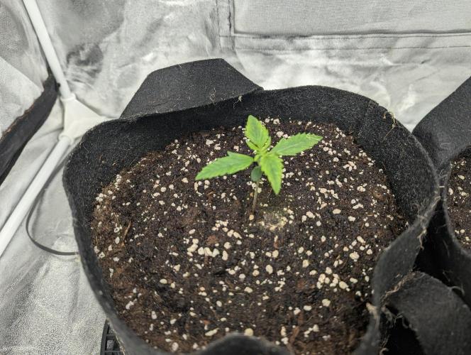 Monkey Arse Hole. Week 1