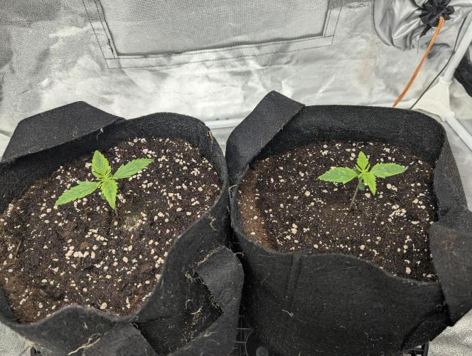 Monkey Arse Hole. Week 1