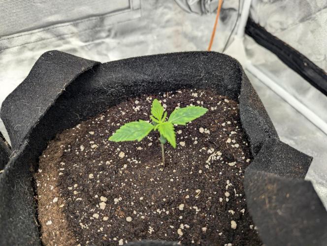 Monkey Arse Hole. Week 1