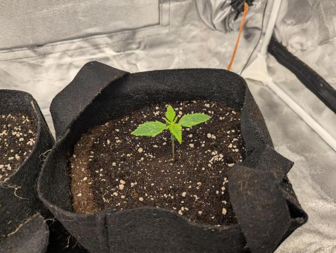 Monkey Arse Hole. Week 1