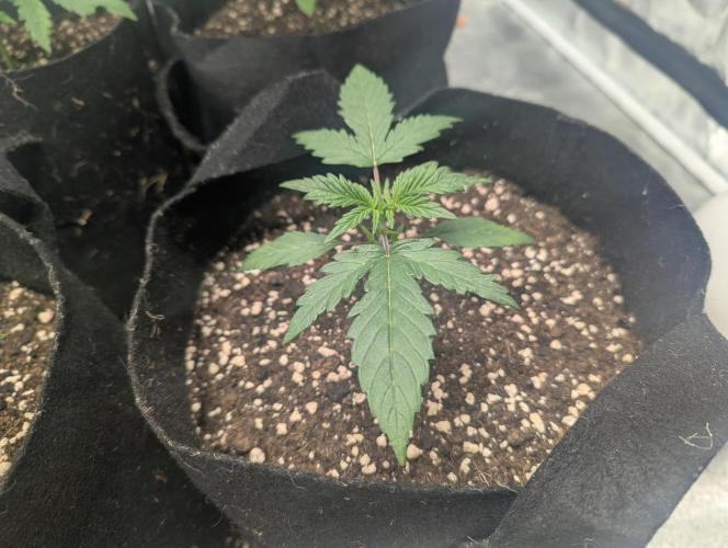 Minge Fudge. Week 2