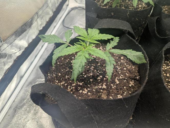 Minge Fudge. Week 2