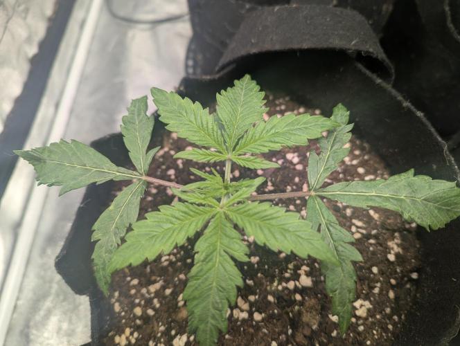 Minge Fudge. Week 2