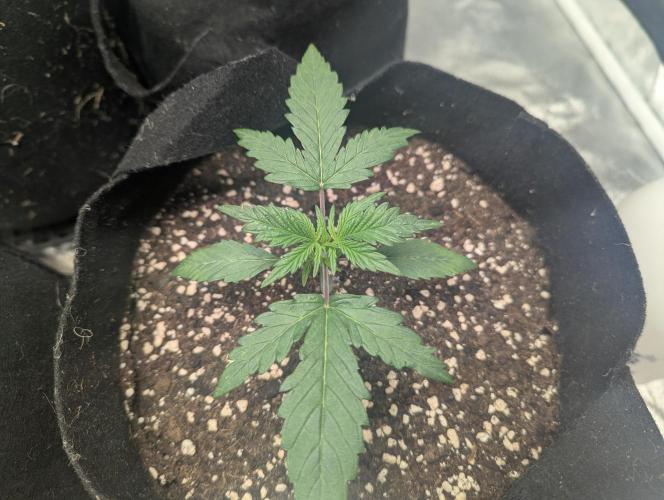 Minge Fudge. Week 2