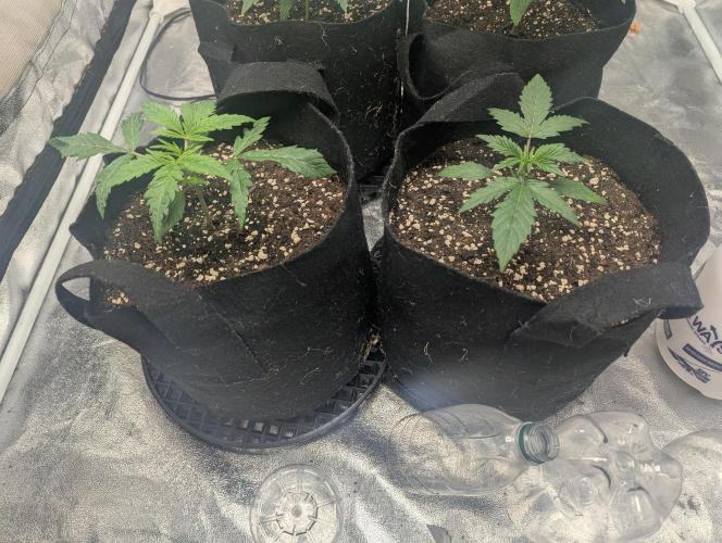 Minge Fudge. Week 2