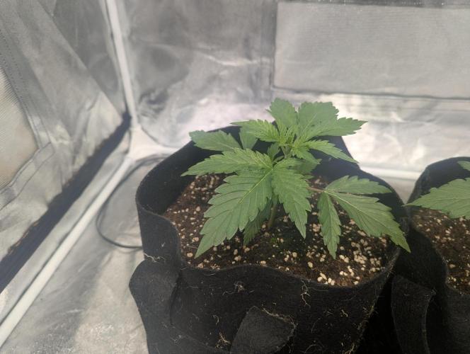 Monkey Arse Hole. Week 2
