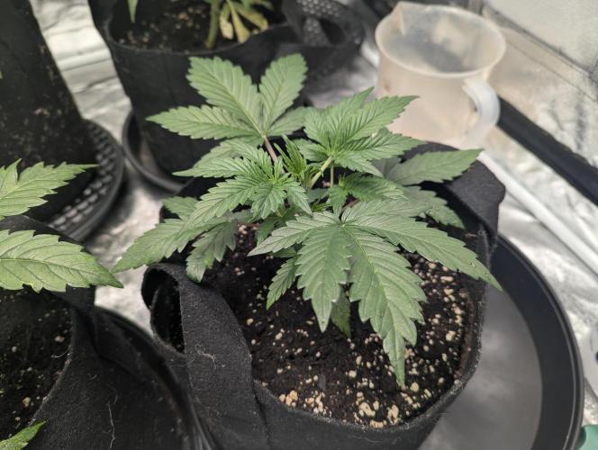 Minge Fudge. Week 3