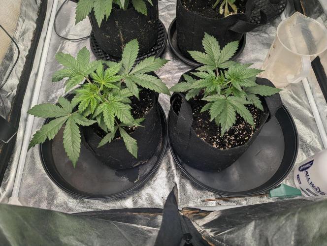 Minge Fudge. Week 3