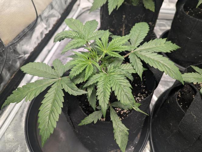 Minge Fudge. Week 3