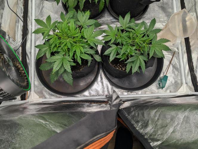 Minge Fudge. Week 4