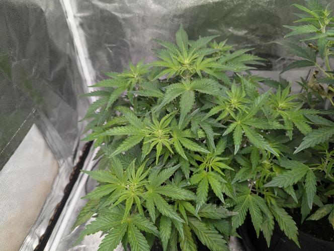 Monkey Arse Hole. Week 5