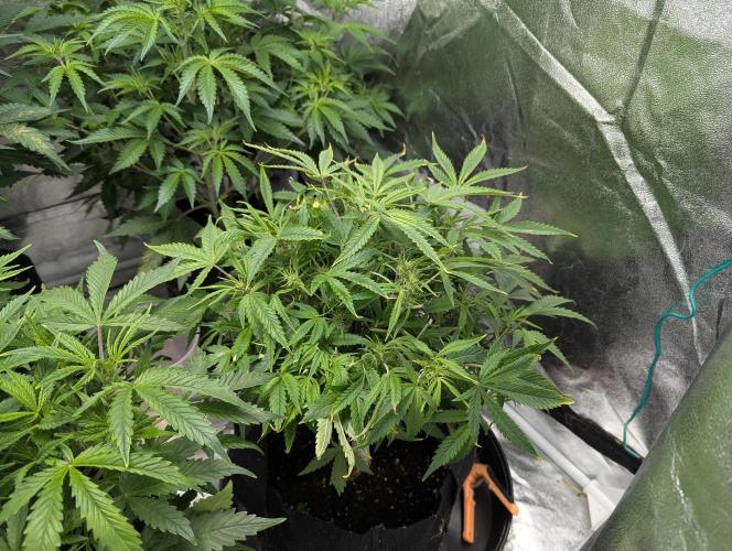 Minge Fudge. Week 6