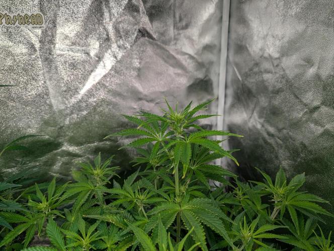 Monkey Arse Hole. Week 6