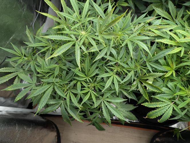 Minge Fudge. Week 7