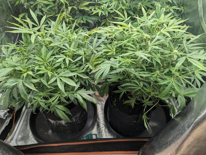 Minge Fudge. Week 7