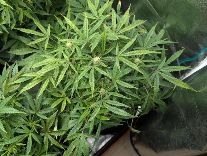 Minge Fudge. Week 7