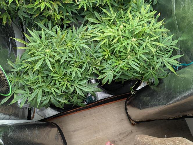 Minge Fudge. Week 7
