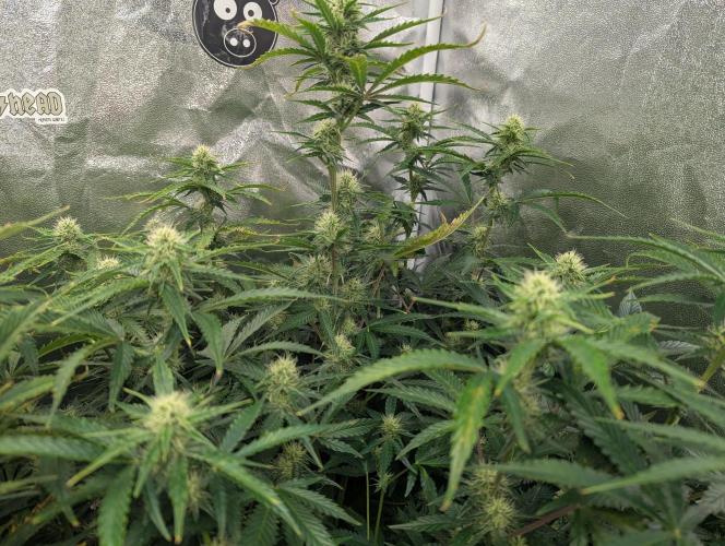 Monkey Arse Hole. Week 8