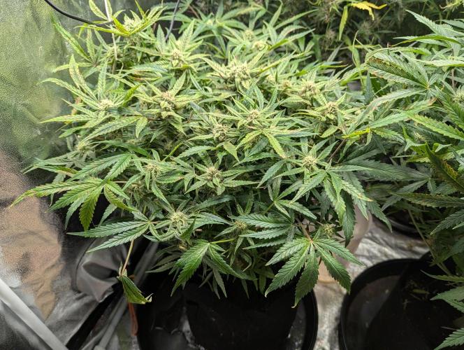 Minge Fudge. Week 9