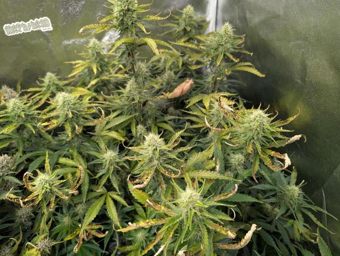 Monkey Arse Hole. Week 9