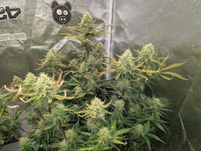 Monkey Arse Hole. Week 10