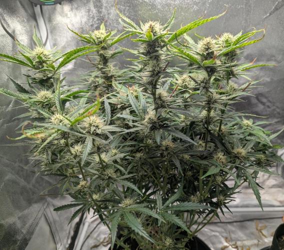 Minge Fudge. Week 10