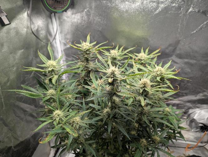 Minge Fudge. Week 10