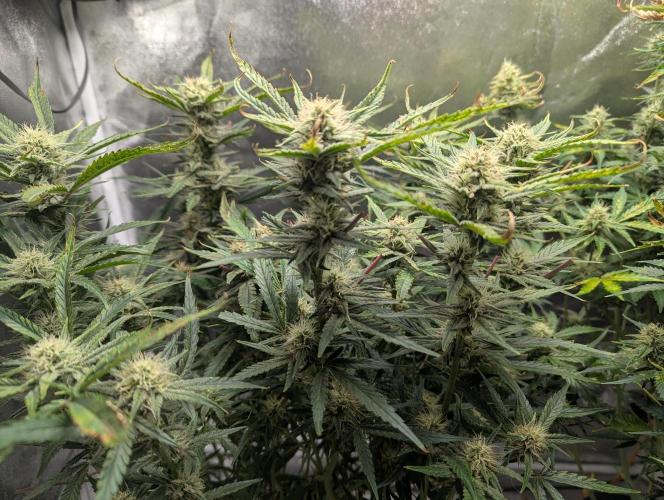 Minge Fudge. Week 10