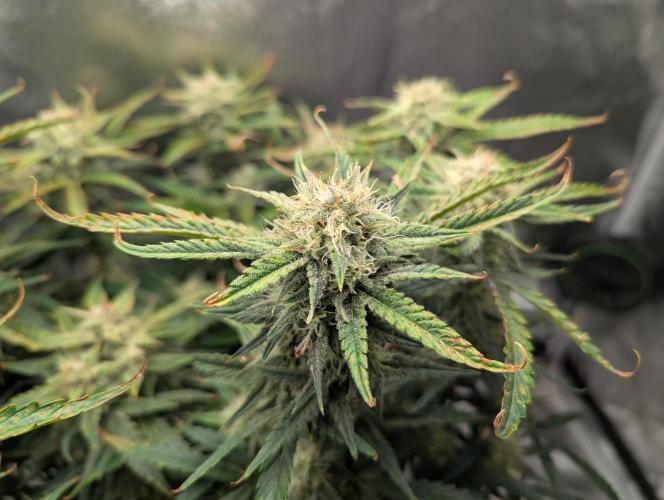 Minge Fudge. Week 11