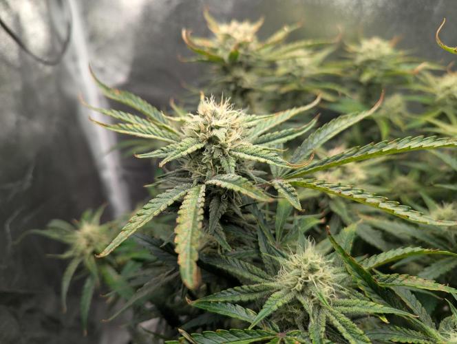 Minge Fudge. Week 11