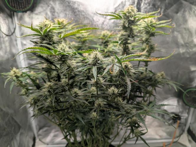 Minge Fudge. Week 11