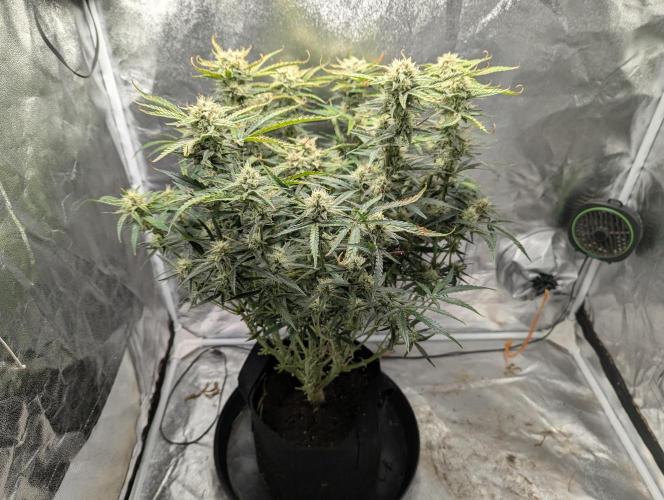Minge Fudge. Week 11