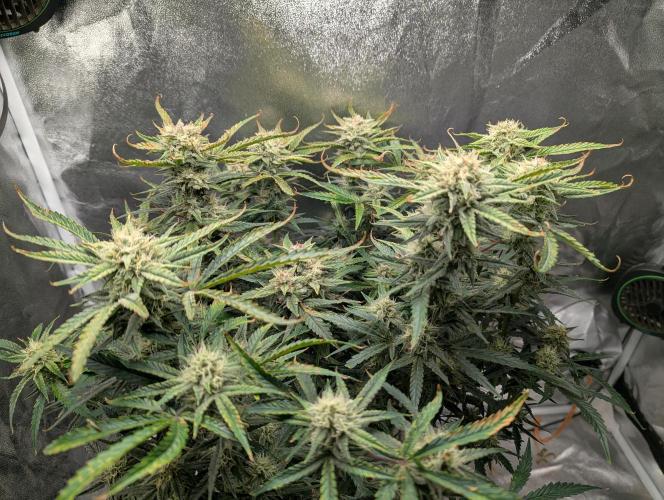 Minge Fudge. Week 11