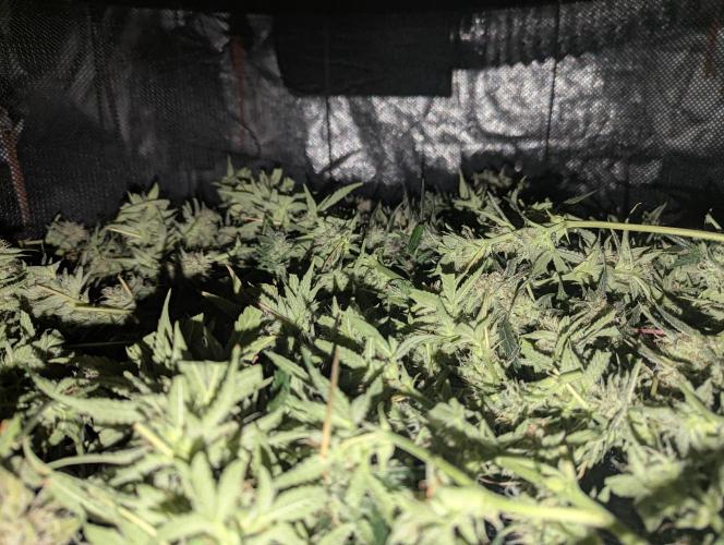 Minge Fudge. Week 12