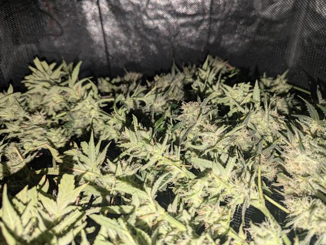 Minge Fudge. Week 12
