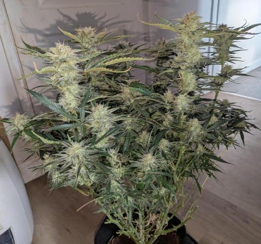 Minge Fudge. Week 12