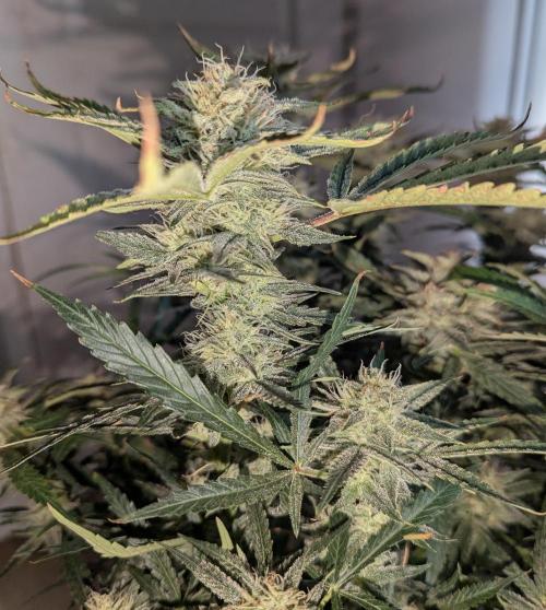 Sour Jealousy Auto. Week 12