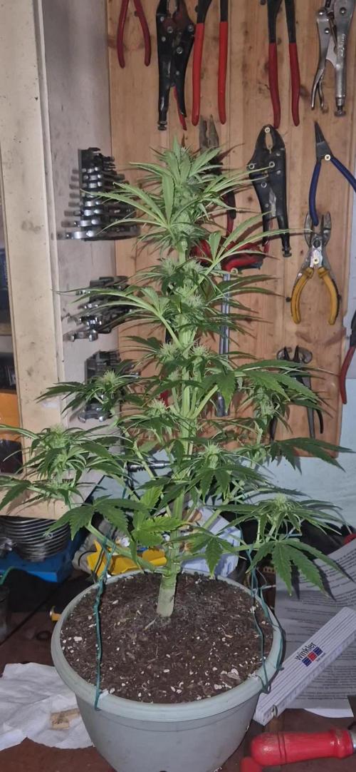Afghan Auto by Ganja Farmer