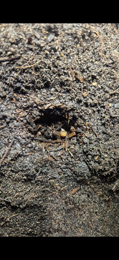 AK 2.0 XL Auto. Week 0