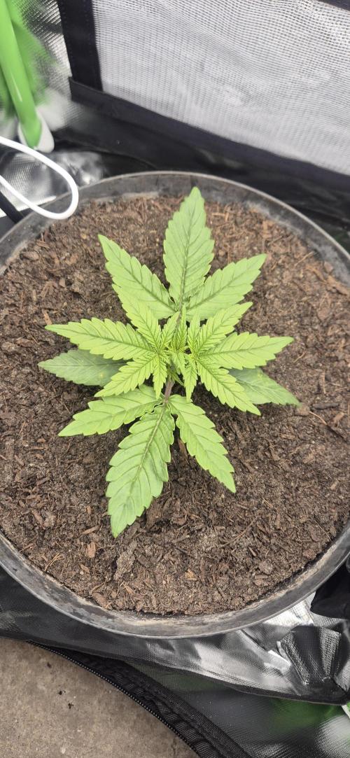 AK 2.0 XL Auto. Week 2