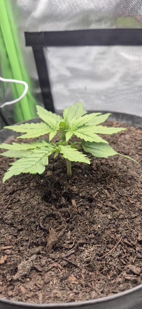 AK 2.0 XL Auto. Week 2